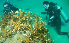 Coral-Grafting-017
