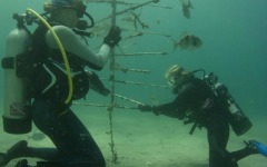 Coral-Grafting-018