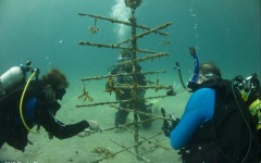 Coral-Grafting-025