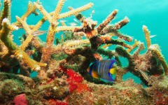 Coral-Grafting-031