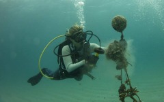 Coral-Grafting-040