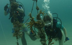 Coral-Grafting-041