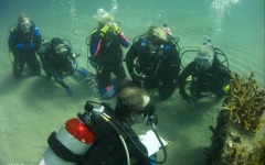 Coral-Grafting-046