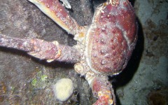 Divebar-dives-kman-033