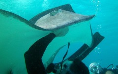 Divebar-dives-kman-082