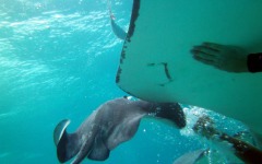 Divebar-dives-kman-083