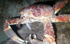 Divebar-dives-kman-089