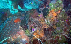 Divebar-dives-kman-091