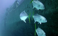 Divebar-dives-kman-097