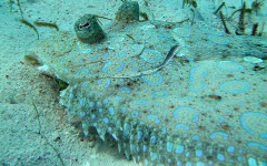 Divebar-dives-kman-099