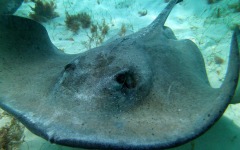 Divebar-dives-kman-116