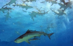 divebar-tiger-beach23