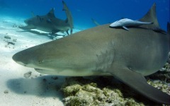 divebar-tiger-beach37