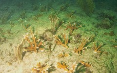 DiveBar-Reef-4-5-2014-006