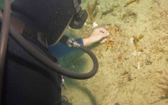 DiveBar-Reef-4-5-2014-033