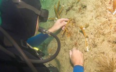 DiveBar-Reef-4-5-2014-034