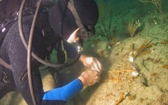 DiveBar-Reef-4-5-2014-038