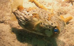 DiveBar-Reef-4-5-2014-062