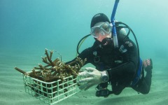 Reef-Coral-Outplanting-06