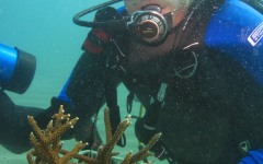 Reef-Coral-Outplanting-07