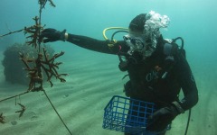 Reef-Coral-Outplanting-14