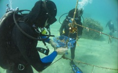 Reef-Coral-Outplanting-32