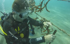 Reef-Coral-Outplanting-38