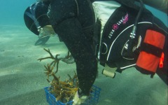Reef-Coral-Outplanting-39