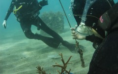 Reef-Coral-Outplanting-40