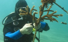 Reef-Coral-Outplanting-45