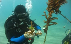 Reef-Coral-Outplanting-46