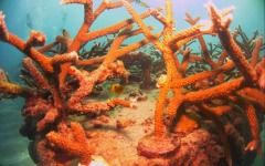 Reef-Coral-Outplanting-52