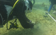 Reef-Coral-Outplanting-61
