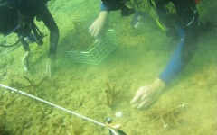Reef-Coral-Outplanting-69