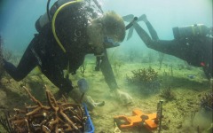 Reef-Coral-Outplanting-86