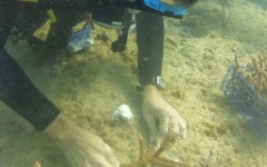 Reef-Coral-Outplanting-89