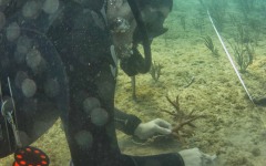 Reef-Coral-Outplanting-94