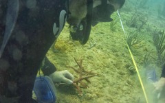 Reef-Coral-Outplanting-96