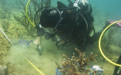 Reef-Coral-Outplanting-97