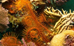 divebars-trip-to-belize-011