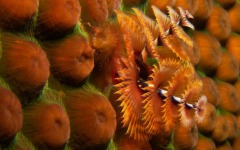 divebars-trip-to-belize-015