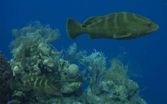 divebars-trip-to-belize-020