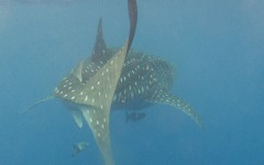 divebars-trip-to-belize-021