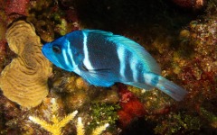 divebars-trip-to-belize-022
