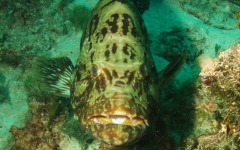 divebars-trip-to-belize-039