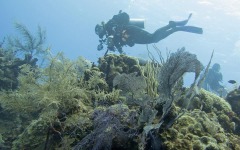 divebars-trip-to-belize-064