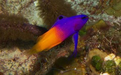 divebars-trip-to-belize-073