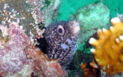 Inaugural-Dive- 70