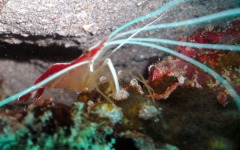 Inaugural-Dive- 81