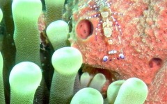 Inaugural-Dive- 86